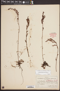 Rumex hastatulus image