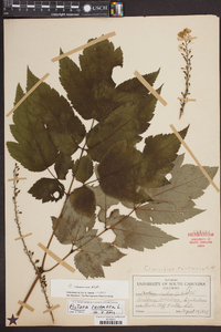 Actaea racemosa image