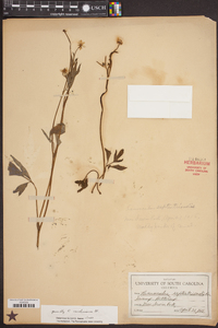 Ranunculus hispidus var. nitidus image