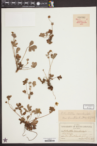 Potentilla canadensis image