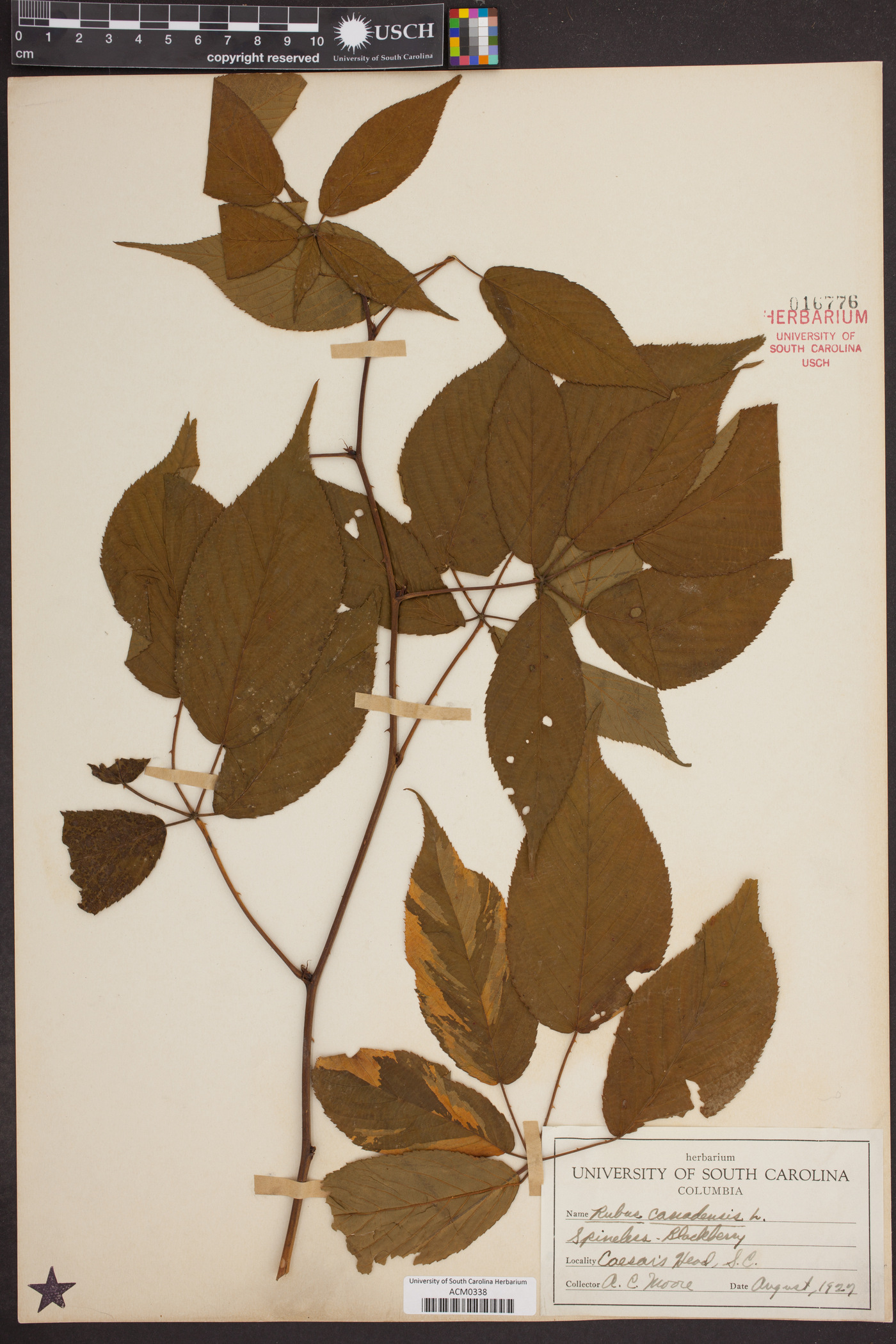 Rubus canadensis image