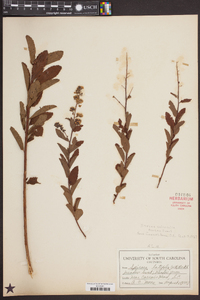 Spiraea latifolia image