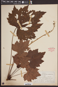 Heuchera villosa image