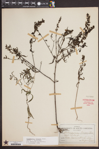 Melampyrum lineare image