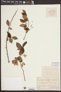 Styrax americanus image