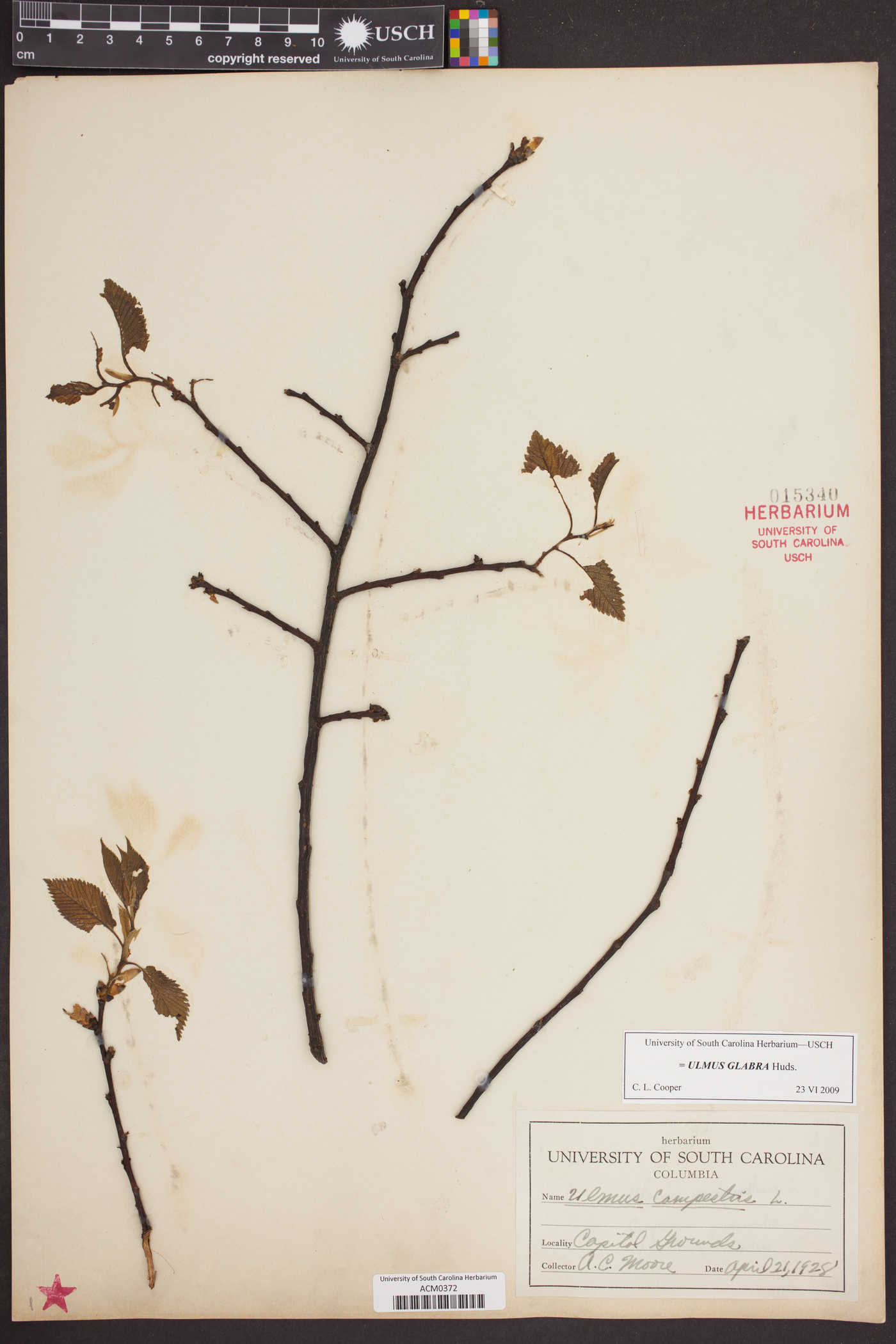Ulmus glabra image