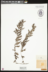 Trichomanes radicans image