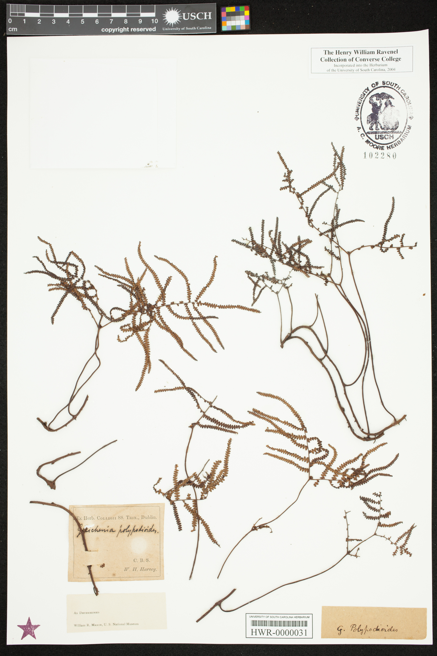 Gleichenia polypodioides image