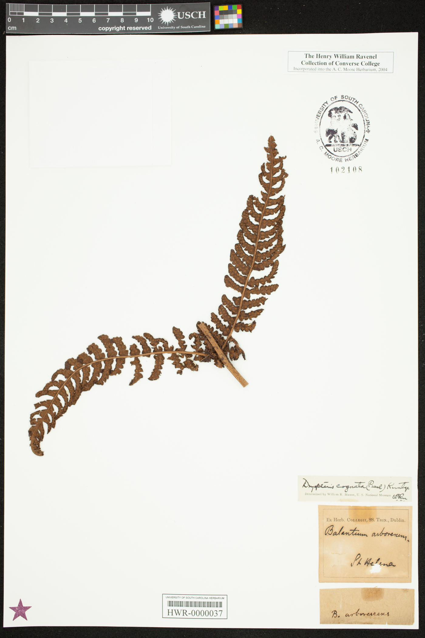 Dryopteris cognata image