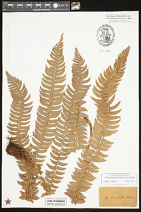 Polystichum lonchitis image