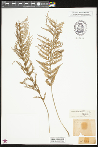 Asplenium viviparum image