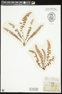 Asplenium heterochroum image