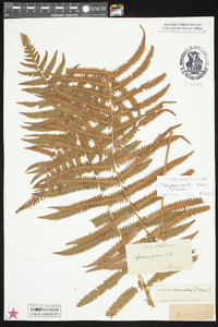 Thelypteris kunthii image