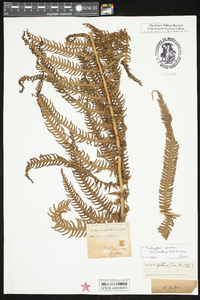 Thelypteris patens image