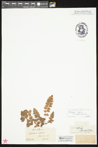 Thelypteris reptans image