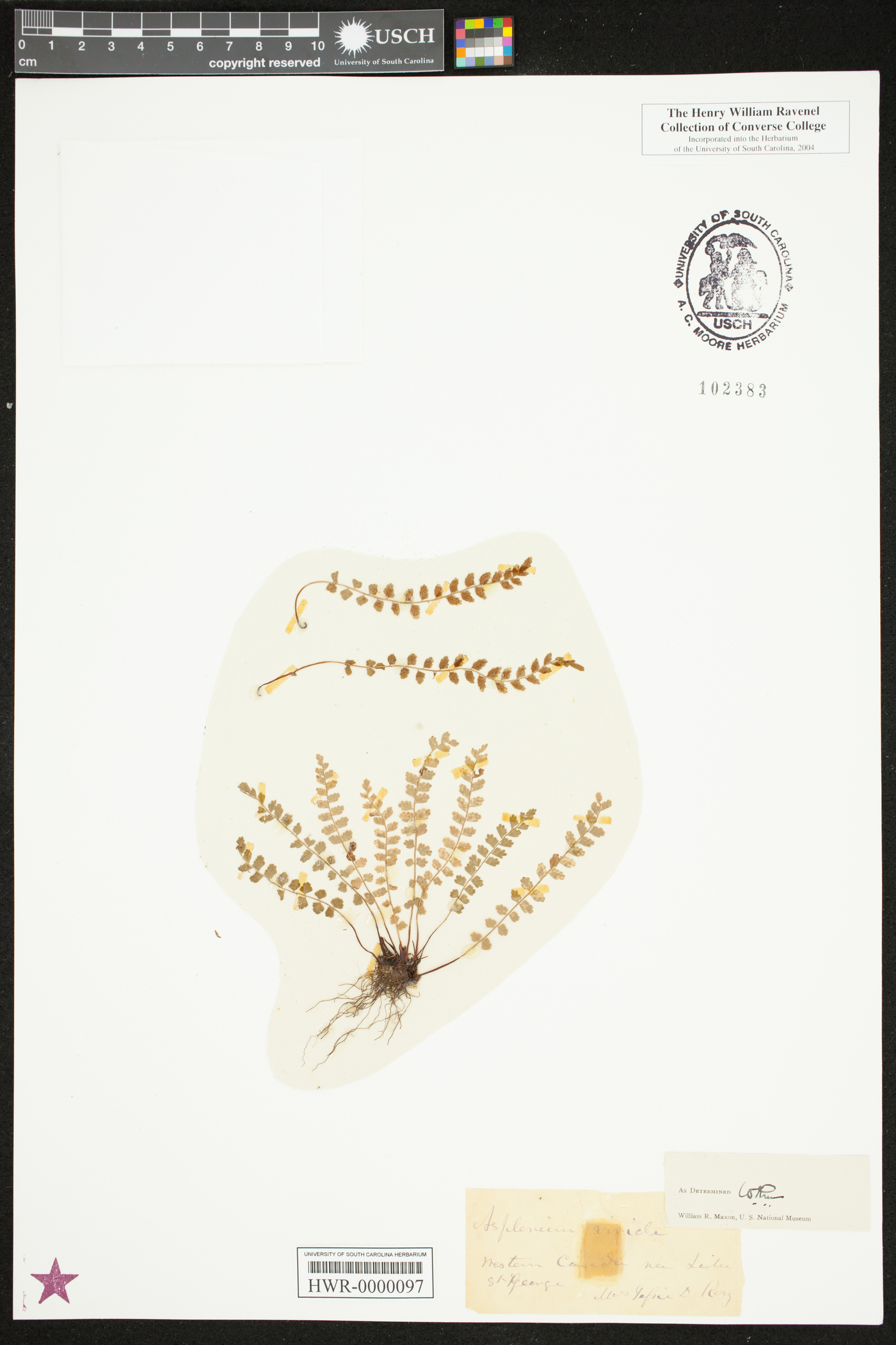 Asplenium trichomanes-ramosum image