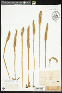 Lycopodiella alopecuroides image