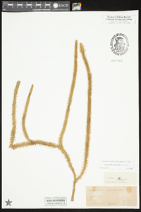 Lycopodiella alopecuroides image