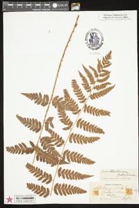 Dryopteris clintoniana image