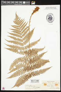 Dryopteris filix-mas image