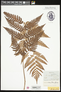 Dryopteris celsa image