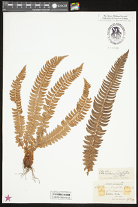 Polystichum lonchitis image