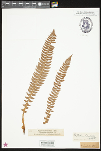 Polystichum lonchitis image