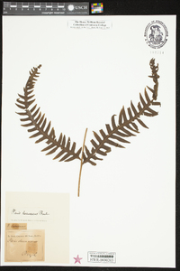 Pteris decurrens image