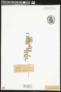 Lindsaea cultrata image