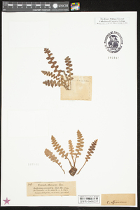 Ceterach officinarum image