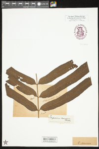 Campyloneurum decurrens image