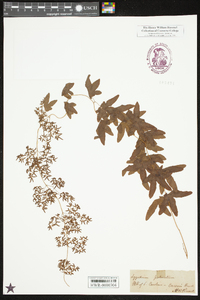 Lygodium palmatum image