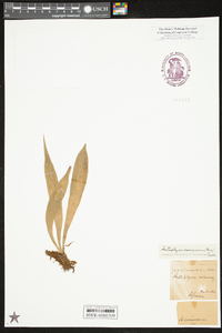 Antrophyum coriaceum image