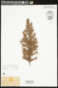 Juniperus communis var. depressa image