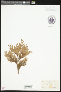 Thuja occidentalis image