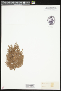 Thuja occidentalis image