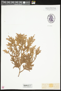 Thuja occidentalis image