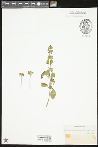 Dicliptera brachiata image