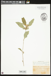 Ruellia caroliniensis image