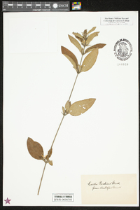 Ruellia purshiana image