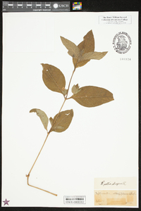 Ruellia strepens image