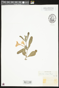 Ruellia caroliniensis image