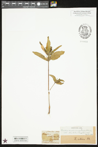 Ruellia caroliniensis image