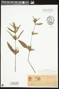 Ruellia caroliniensis image