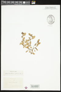 Alternanthera pungens image