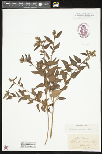 Celosia nitida image