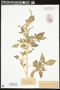 Amaranthus spinosus image