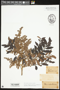 Rhus copallinum var. copallinum image