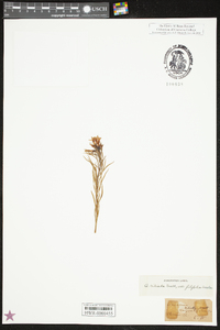 Amsonia ciliata var. tenuifolia image