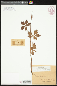 Sanicula canadensis var. floridana image